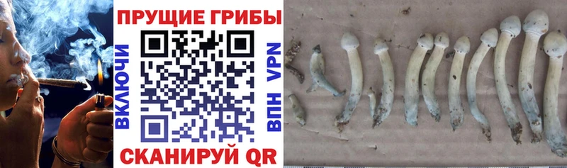 мега ССЫЛКА  Елизово  Псилоцибиновые грибы ЛСД  купить  